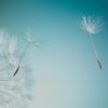 The Universal Soul Company header Image - Dandelion with tint overlay
